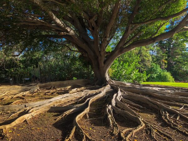 Bæredygtighed - livets træ